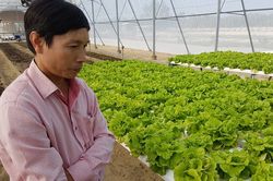 'Lão khùng' kỹ sư xây dựng rẽ ngang, khởi nghiệp trồng rau sạch