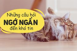 Tổng tập những câu nói 'ngớ ngẩn nhất quả đất' nghe xong ai cũng phải cười lăn lộn