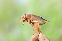 Thú vị loài dế béo như tôm sú, ngọt như thịt cua