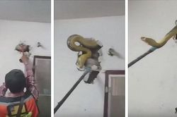 Xem ti vi nghe tiếng rít ghê rợn, đập tường thấy điều kinh dị