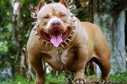 Chó Pitbull 'hung thần', có bộ hàm khóa khét tiếng và sự thật
