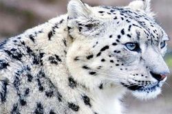 Báo tuyết, kẻ đơn độc trên dãy Himalaya