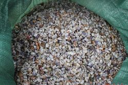 Khám phá về con dắt, đặc sản vùng biển Việt Nam