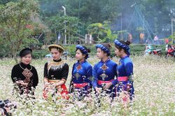 Cánh đồng hoa tam giác mạch đẹp ngất ngây ở Hà Nội