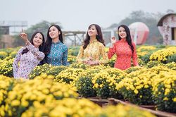 Ngất ngây cánh đồng Cúc mâm xôi giữa Hà Nội