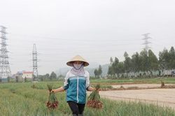 Nông dân Kinh Môn thu về cả nghìn tỷ đồng từ trồng hành, tỏi