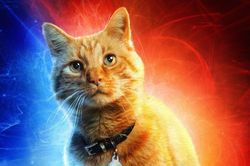 'Captain Marvel' gây xôn xao khi dành poster riêng cho một con mèo