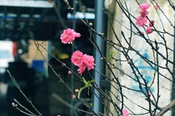 Hoa đào đã mang Xuân về trên phố