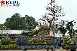 Ngỡ ngàng cây mai Tết giá 5 tỷ đồng chỉ dành cho 'siêu đại gia'