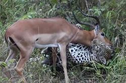 Báo hoa mai kết liễu linh dương Impala trong 'chớp mắt'
