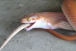 Rắn ăn tươi nuốt sống tắc kè