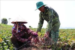 Hàng trăm hécta khoai lang ở Gia Lai trước nguy cơ mất trắng