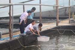 Quỳnh Lưu sẽ thả nuôi 500 - 600 triệu con tôm giống vụ 1
