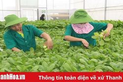Phát triển các mô hình sản xuất nông nghiệp gắn với xây dựng nông thôn mới