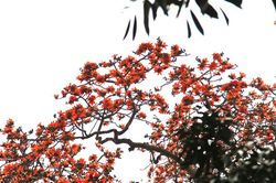 Mê mẩn mùa hoa gạo tháng 3