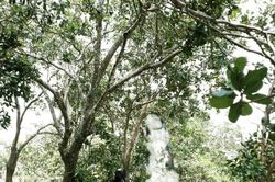 Phát hiện thi thể người đàn ông trong tư thế treo cổ ở vườn điều