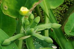 Khám phá độc đáo không ngờ về cây cù nèo của Việt Nam