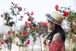 Vườn hồng cổ TQ bạc tỷ đẹp như mơ độc nhất vô nhị ở Lai Châu