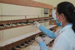 Phát triển bền vững nghề nuôi chim yến tại Việt Nam