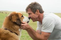 A Dog's Journey: Hành trình mới của Bailey lấy đi vô vàn nước mắt từ khán giải