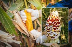 Kinh hãi nắng nóng đến mức ngô nổ thành bỏng trên cây