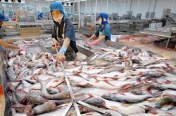Thị trường Nga thất thường khiến xuất khẩu cá tra, basa khó tận dụng FTA