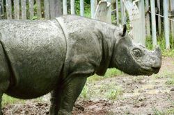 Cá thể tê giác đực Sumatra cuối cùng của Malaysia đã chết