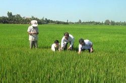 Cần thăm đồng thường xuyên phòng trừ dịch hại