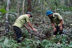 Thả 1 cá thể khỉ mặt đỏ quý hiếm về tự nhiên