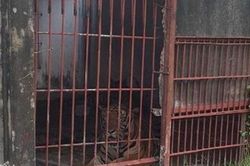 Vụ hổ tấn công người ở Bình Dương: Đã nhiều lần vận động giao nộp hổ nhưng bất thành
