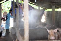 Thêm nhiều ổ dịch tả lợn châu Phi ở Con Cuông, Kỳ Sơn
