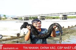 Thả bè 'rước' vẹm đen, nông dân TX Kỳ Anh thu trăm triệu
