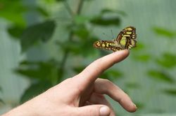 Chiêm ngưỡng 21 loài bướm nhiệt đới đẹp mắt tại Hungary