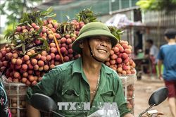 Vải thiều Bắc Giang giá cao gấp đôi năm ngoái, thu hoạch không kịp tiêu thụ