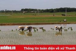 Thanh Hóa gieo hơn 2.417 tấn mạ vụ thu mùa