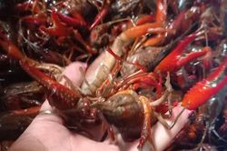 Gia Lai: Tăng cường kiểm soát loài tôm càng đỏ