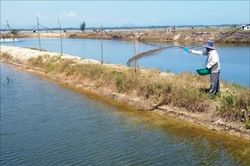 Kinh tế Nông nghiệp - Nông thôn Hai nông dân nuôi cá dìa thu tiền tỷ