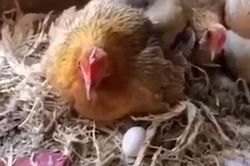 Clip: Người đàn ông 'thôi miên' gà để trộm trứng gây sốt mạng xã hội