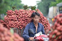 Vải thiều 50.000 đồng/kg, người dân ùn ùn chở xuống chợ