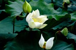 Mùa sen xứ Huế