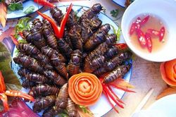 Săn nhộng ve sầu