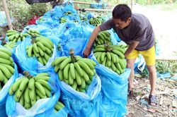Nâng cao thu nhập cho người dân ở xã Nậm Chạc