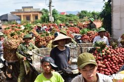 Chôn chân dưới trời nắng tại thủ phủ vải thiều Bắc Giang