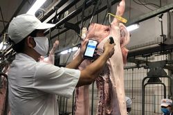 Doanh nghiệp không dám hạ giá thịt heo vì sợ dân nghi 'có vấn đề'