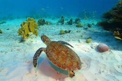 Curacao - đảo quốc của cự đà và những loài chim ruồi độc đáo