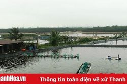Huyện Hoằng Hóa phát triển hơn 104 ha nuôi tôm theo hướng công nghiệp