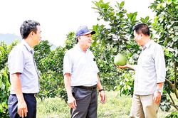 Mô hình bưởi xen ổi: Lấy ngắn nuôi dài