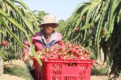 Giá thanh long cao kỷ lục 5 năm, nông dân Bình Thuận lãi đậm