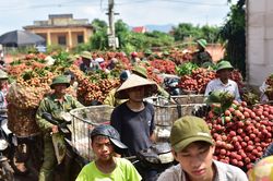 Xe máy, ô tô tắc hàng giờ ở vựa vải lớn nhất miền Bắc