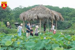 Thiếu nữ Hà thành nô nức khoe sắc cùng mùa sen nở